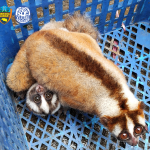 Warga Leuwiliang Serahkan Sepasang Induk dan Anak Kukang ke BBKSDA Jawa Barat