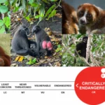 Yuk Kenali Primata Indonesia dengan Status Kritis di Alam!