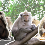 Potensi Transmisi Zoonosis pada Makaka, Berbahaya tapi Bisa Dicegah! 