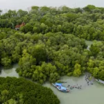 Hutan Mangrove, Rumah bagi Biota dan Fauna yang Mesti Dilindungi