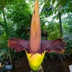 Mengungkap Amorphophallus titanum, Bunga Raksasa dari Sumatra yang Terancam Punah