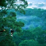 Flora dan Fauna di Indonesia: Definisi, Jenis, Karakteristik