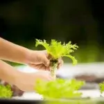 Berkebun tanpa Tanah: Cara Mudah Memulai Hidroponik di Rumah