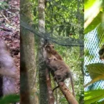 Translokasi dan Pelepasliaran Kukang, Monyet Ekor Panjang, serta Beruk di Kawasan Taman Nasional Bukit Barisan Selatan