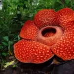 Upaya Konservasi Rafflesia Arnoldii: Antara Keindahan dan Keberlangsungan