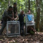 Pelepasliaran Empat Individu Orangutan di Taman Nasional Bukit Baka Bukit Raya