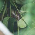 Perjalanan Hidup Mati 19 Kukang Jawa ke Hutan Ciremai