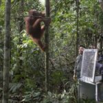 IAR Lepasliarkan Dua Orangutan