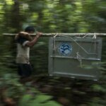 Empat Orangutan Dilepasliarkan di TNBBBR Kalbar