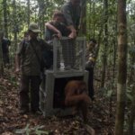Empat Orangutan Dilepasliarkan di Taman Nasional Bukit Baka Bukit Raya