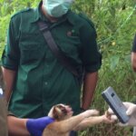 Perjalanan Kukang Jawa Korban Perdagangan Liar ke Ciremai