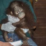 Satu Undividu Orangutan Diserahkan Pihak Sinka Zoo