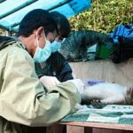 IAR Indonesia Melepas 16 Monyet Ekor Panjang