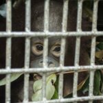Pastikan Kondisi Orangutan di Sinka Zoo, IAR Akan Kirim Dokter Hewan