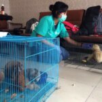 Aktivis: Hukum Berat Pelaku yang Menjual dan Menyimpan Hewan Dilindungi