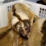 Police Find Terrified Animals Huddling In Boxes In Man's Home