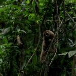 8 Kukang Hasil Sitaan Dilepas ke Habitat Asli