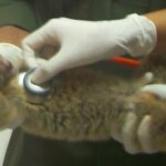 Pusat Rehabilitasi Satwa IAR Indonesia Terima 3 Kukang Jawa