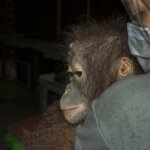Sinka Zoo Rehabilitasi Orangutan Bernama Badul, Disini Tempatnya