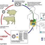Mengapa tidak boleh memelihara kukang ? Potensi Cacing Zoonosis
