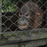 IAR Terima Bayi Orangutan dari Sinka Zoo