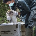 Lulus Rehabilitasi, Individu eks-Topeng Monyet Dilepas ke Habitat