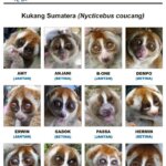 Press Release: Yayasan IAR Indonesia Translokasi 12 individu Kukang sumatera (Nycticebus coucang) ke Hutan Lindung Batutegi Lampung.