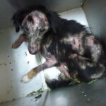 Scratchy, Anjing Hitam yang Diselamatkan