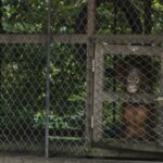 This Baby Orangutan Got Sick Living in the Zoo – Now He’s on His Way to Freedom