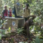 Melky yang Kini Hidup Bebas di Gunung Tarak