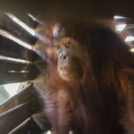 Warga Banyu Abang Serahkan Orangutan