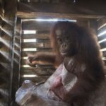 Warga Serahkan Orangutan ke BKSDA Sukadana