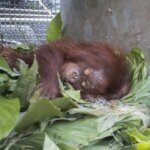 Aktivis Satwa Evakuasi Orang Utan dari Kayong Utara