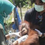 Orangutan Betina Diselamatkan IAR dan BKSDA