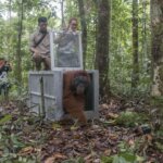 Empat Individu Orangutan akan Dilepasliarkan