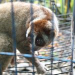 2 Kukang, 2 kucing hutan dan 1 siamang disita dari warga