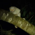 Sah! Alby Kini Hidup Liar di Hutan TNBBS