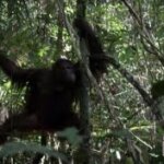 Bayi Orangutan Kembali Diselamatkan di Ketapang