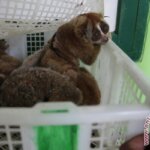Polisi Selidiki Dugaan Pembantaian Primata Langka, Kukang