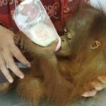Evakuasi Orangutan ke Ketapang Terkendala Kabut Asap