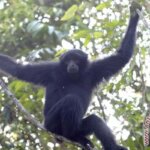 Kondisi Primata korban perdagangan stres dan dehidrasi