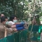 10 Kukang Dilepasliarkan Ke Gunung Sawal