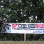 Stop Memberi Makan Monyet  Ekor Panjang