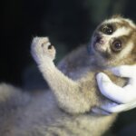 Ratu dan Tiga Temannya Siap Kembali ke Habitat