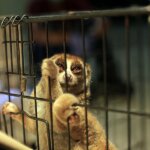 Petugas Selamatkan Sembilan Individu Kukang di Sumatera Barat, Dua Pelaku Ditangkap