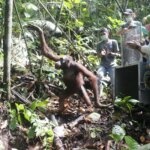 SIARAN PERS: Libatkan Masyarakat Setempat, IAR Indonesia Lepasliarkan Lima Individu Orangutan di TNBBBR