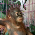 Jual Orangutan "Online", Seorang Pelaku Ditangkap Petugas