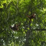 Untuk Kesekian Kalinya Orangutan Dikembalikan Ke Habitatnya