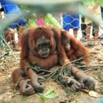 Pelepasliaran Peni Orangutan Kalimantan 02 Mei 2013