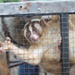 19 Critically Endangered Slow Lorises Rescued From Online Trader
